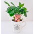 Кофейное дерево arabica 15см