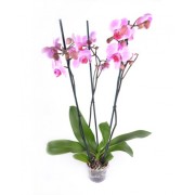 Орхидея Фаленопсис 3 ствола 65см