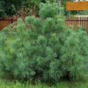  Сосна Веймутова Радиата( Pinus strobus Radiata) h80 c15
