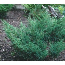Можжевельник казацкий (Juniperus sabina)  d25см