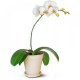 Орхидея Фаленопсис 1 ствол 50см