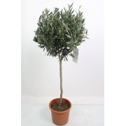 Оливкове дерево| 100 см