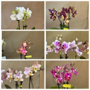 Орхідея Фаленопсис mini|p7h25