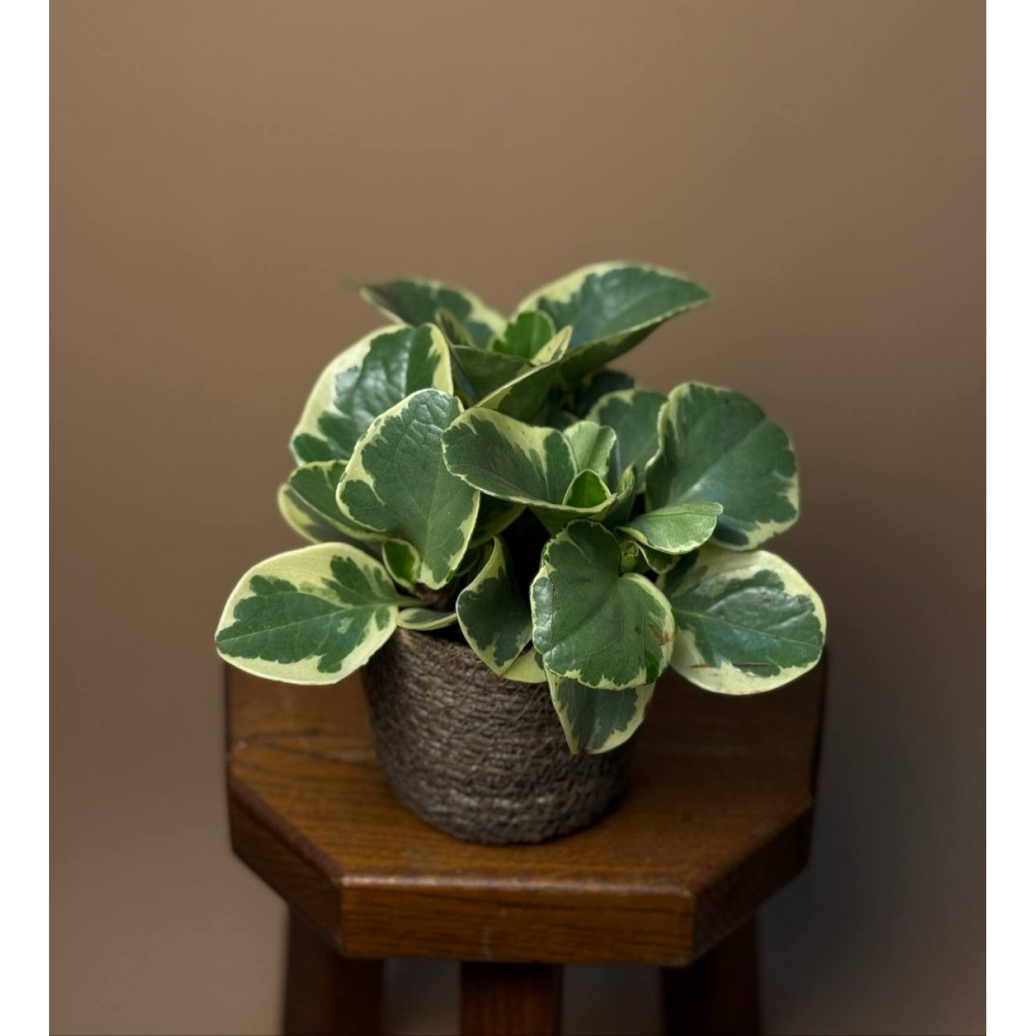 Пеперомия Variegata