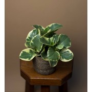 Пеперомия Variegata