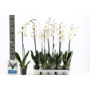 Орхидея Фаленопсис 1 ствол 75см