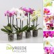 Орхидея Фаленопсис multi mix p9 h35