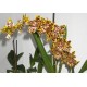 Орхидея "Odentoglossum"