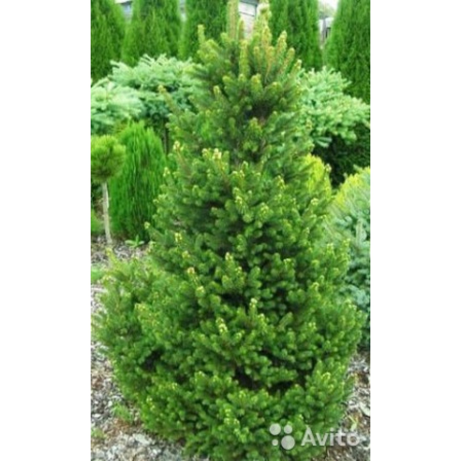 Ель abies Will’s Zwerg c15л H100см