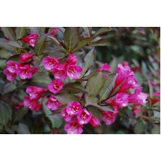 Вейгела цветущая Нана Пурпуреа (розовая) H90см ком