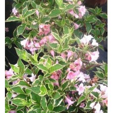 Вейгела цветущая Нана Вариегата (бело-розовая)  c2 H25см