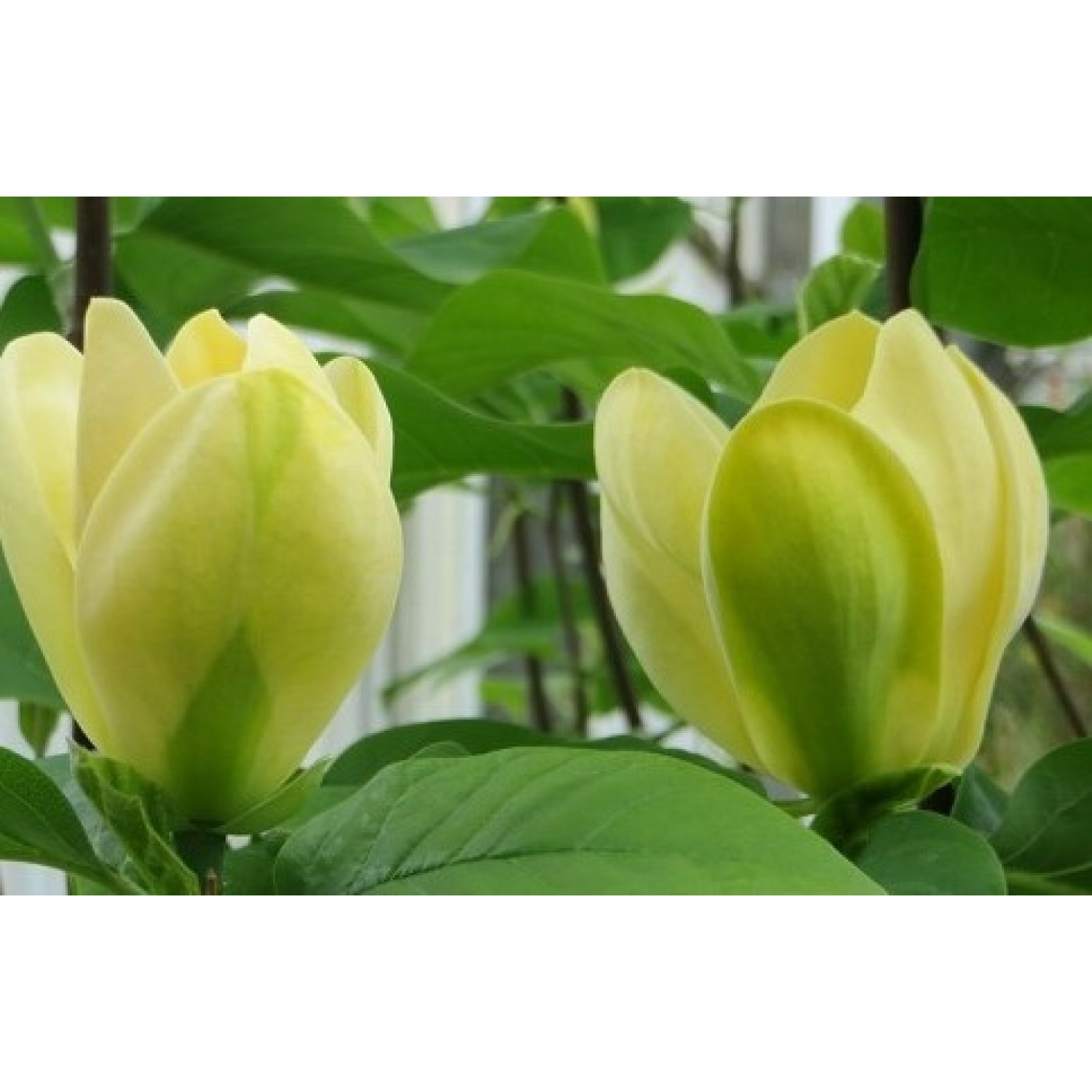 Магнолия Yellow Bird c7.5 H110см