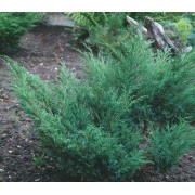 Можжевельник казацкий (Juniperus sabina)  d60см