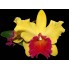 Орхидея Каттлея 35см