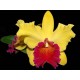 Орхидея Каттлея 35см